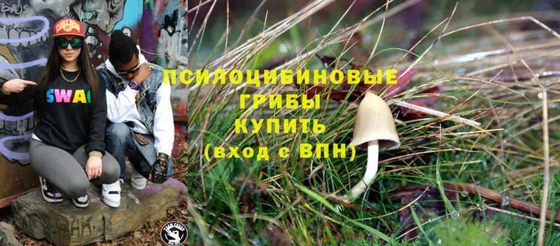 Псилоцибиновые грибы Psilocybine cubensis  что такое наркотик  мега tor  Алзамай 